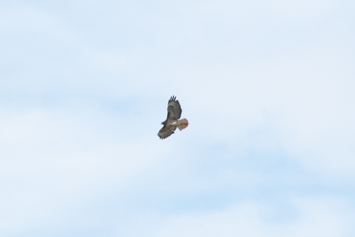 Red-tailed Hawk - ML185672281