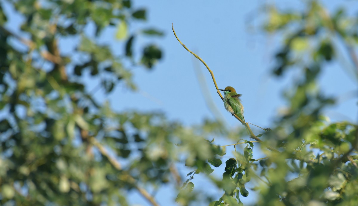 Asian Green Bee-eater - Shylajesha S