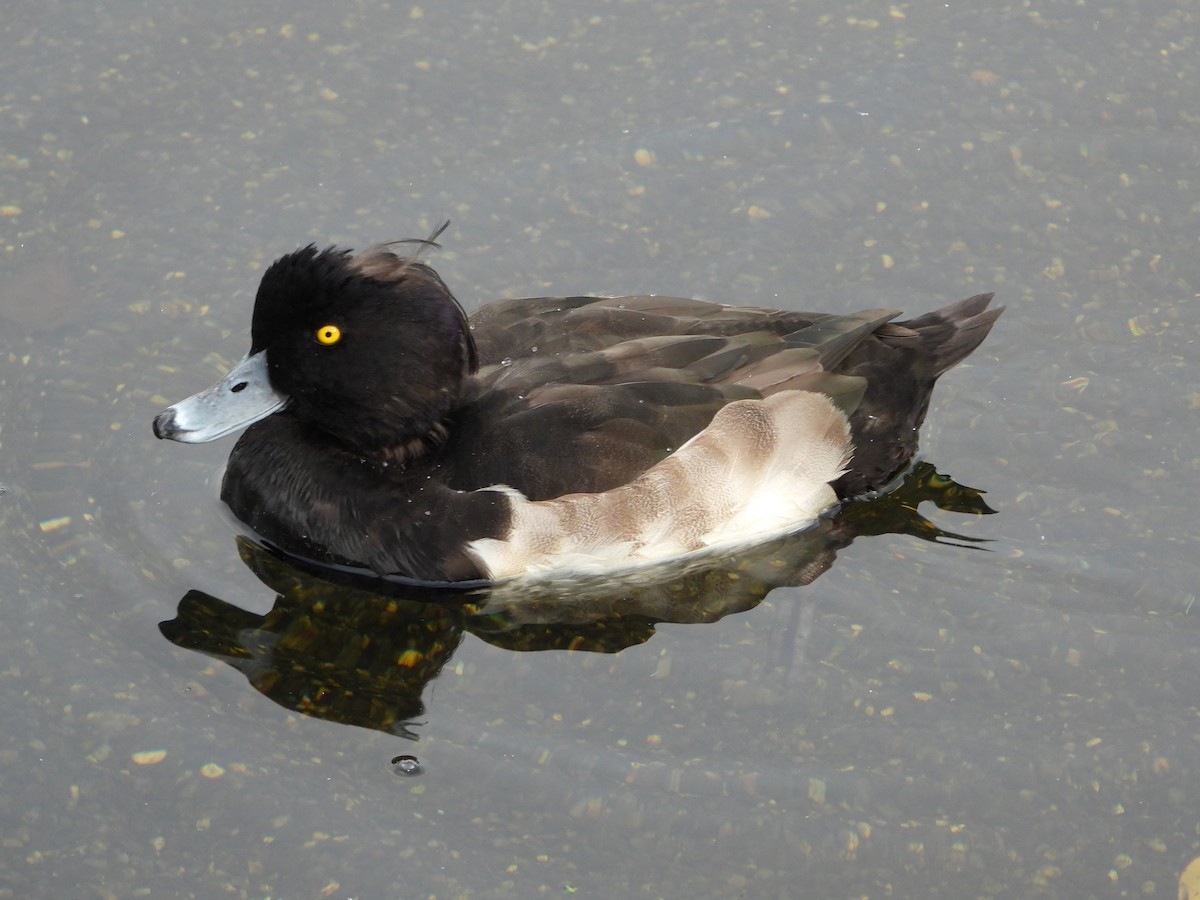 Tufted Duck - ML185675641