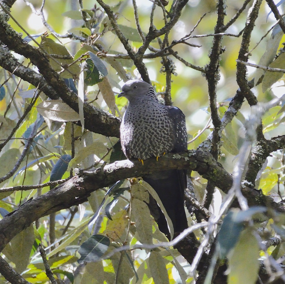 Speckled Wood-Pigeon - Ashis Kumar  Pradhan