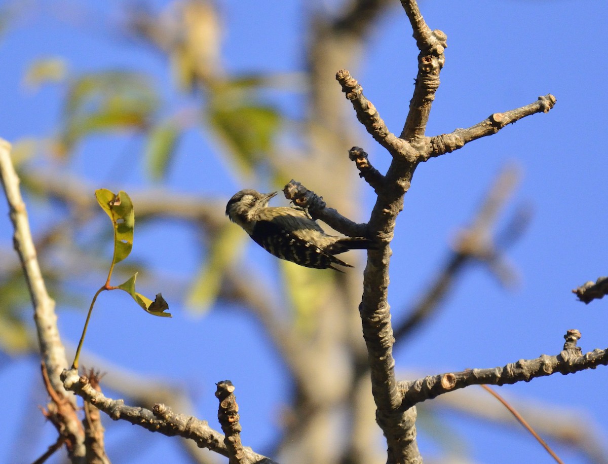 Gray-capped Pygmy Woodpecker - Ashis Kumar  Pradhan
