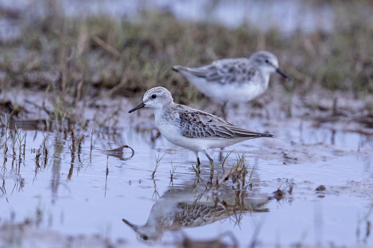 Red-necked Stint - Laurie Ross | Tracks Birding & Photography Tours