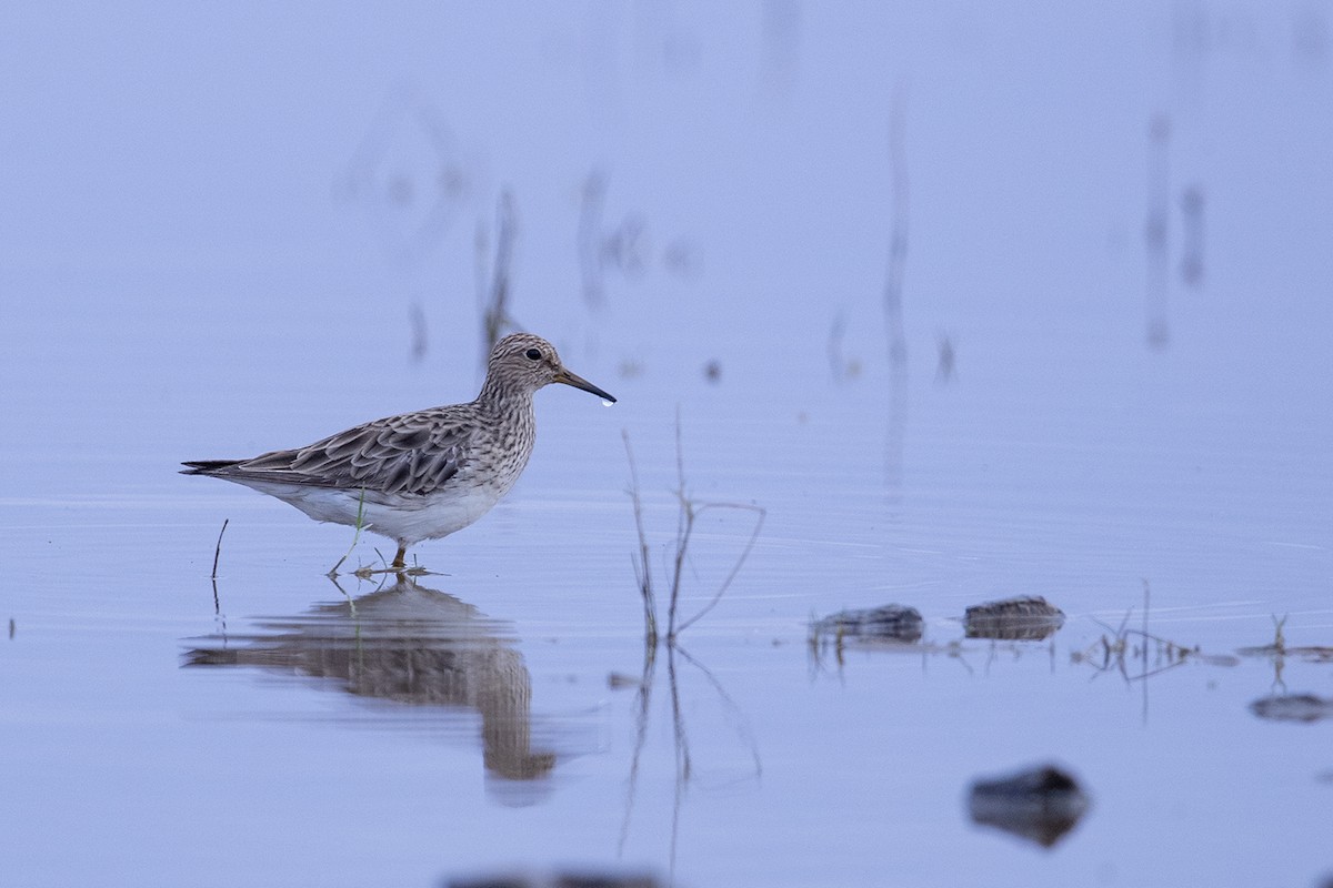 Pectoral Sandpiper - Laurie Ross | Tracks Birding & Photography Tours