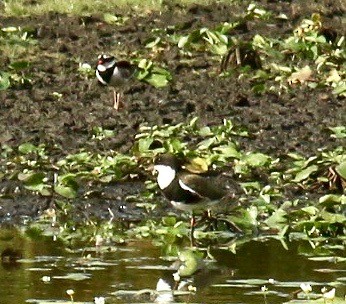 Red-kneed Dotterel - ML185681121