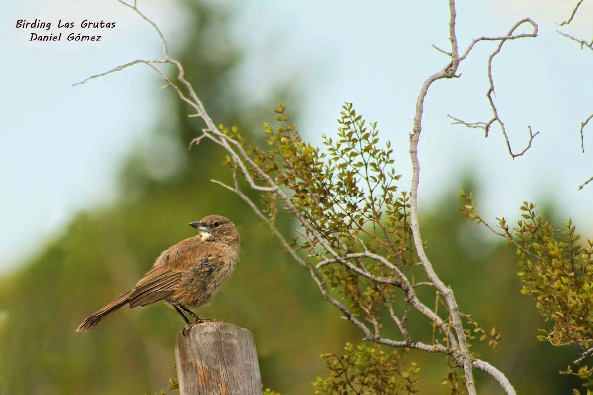 White-throated Cacholote - ML185683031