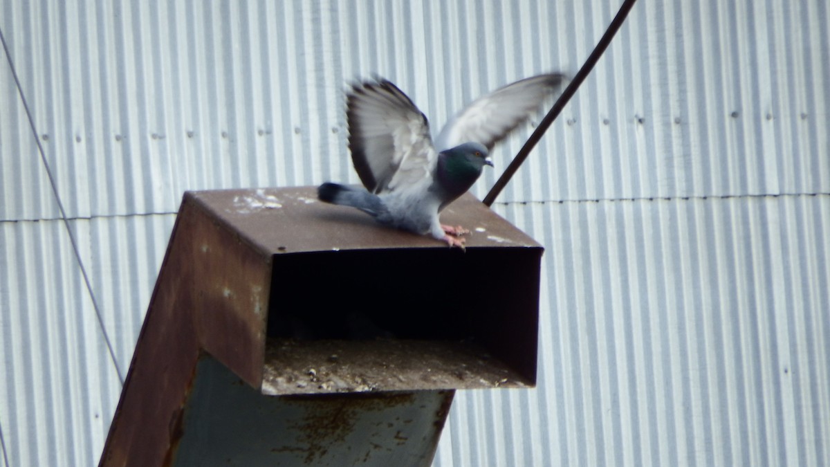 Rock Pigeon (Feral Pigeon) - ML185686881