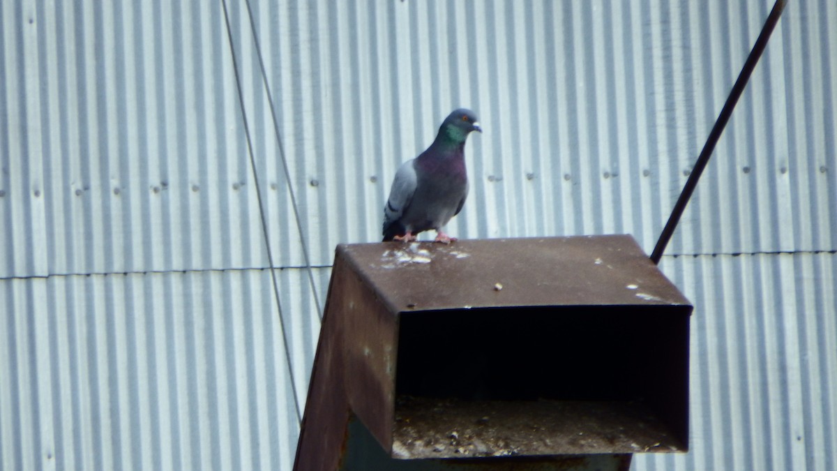 Rock Pigeon (Feral Pigeon) - ML185686891