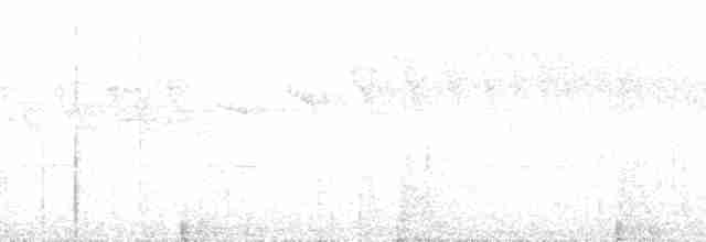 Мурашниця білочерева - ML185688