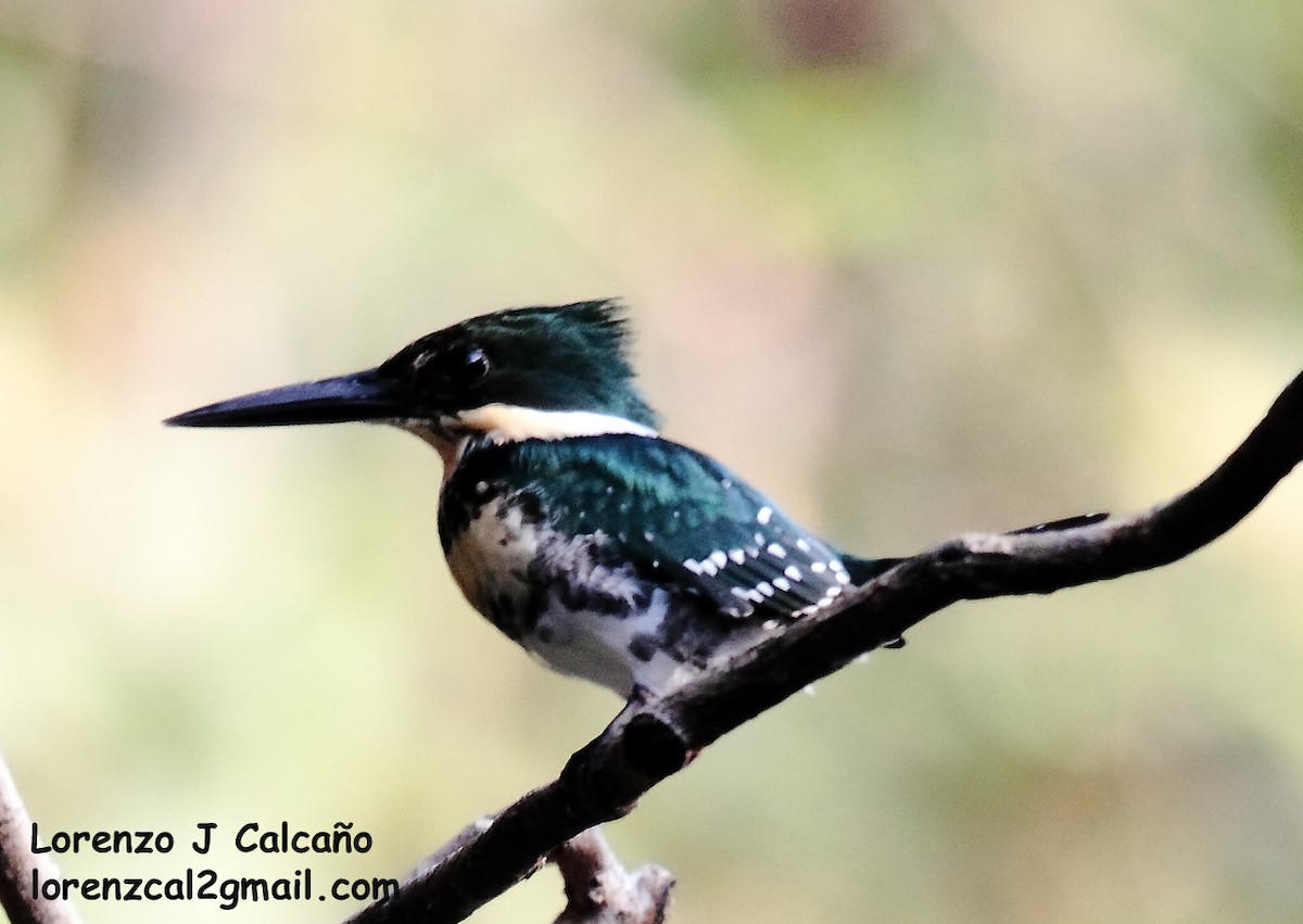 Green Kingfisher - Lorenzo Calcaño