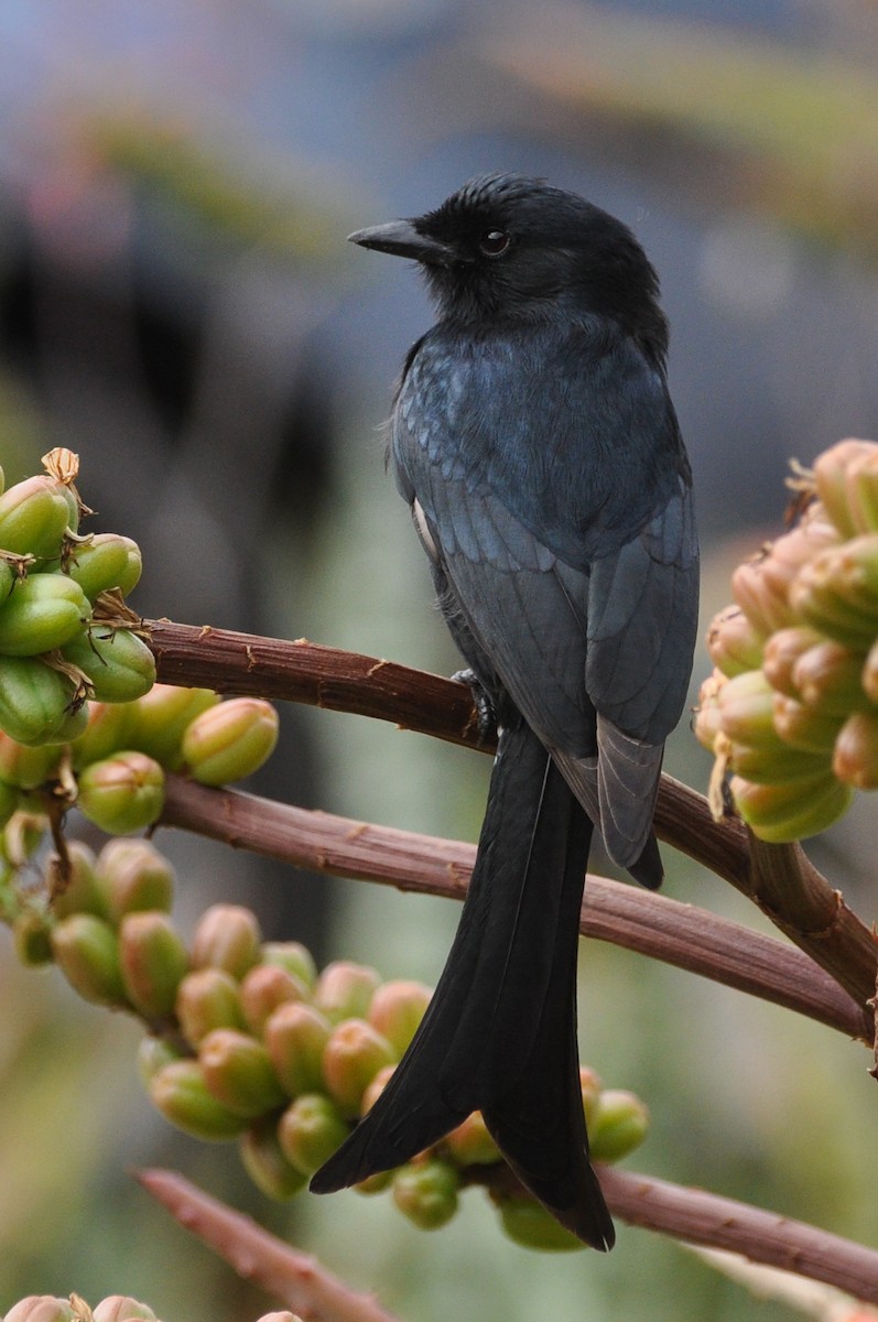 Fork-tailed Drongo - ML185689771
