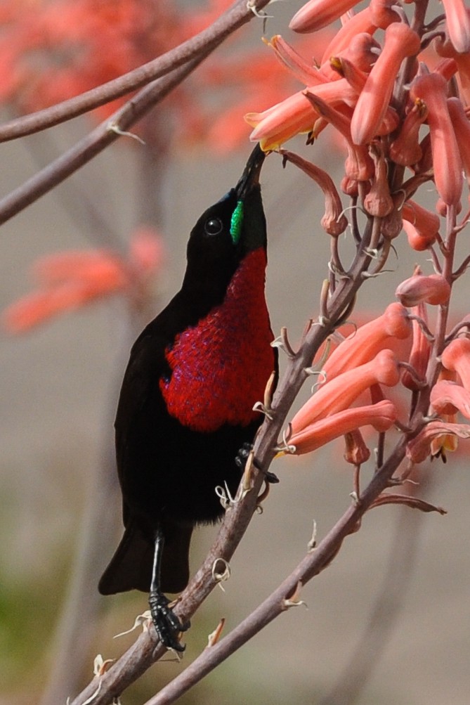 Scarlet-chested Sunbird - ML185690361
