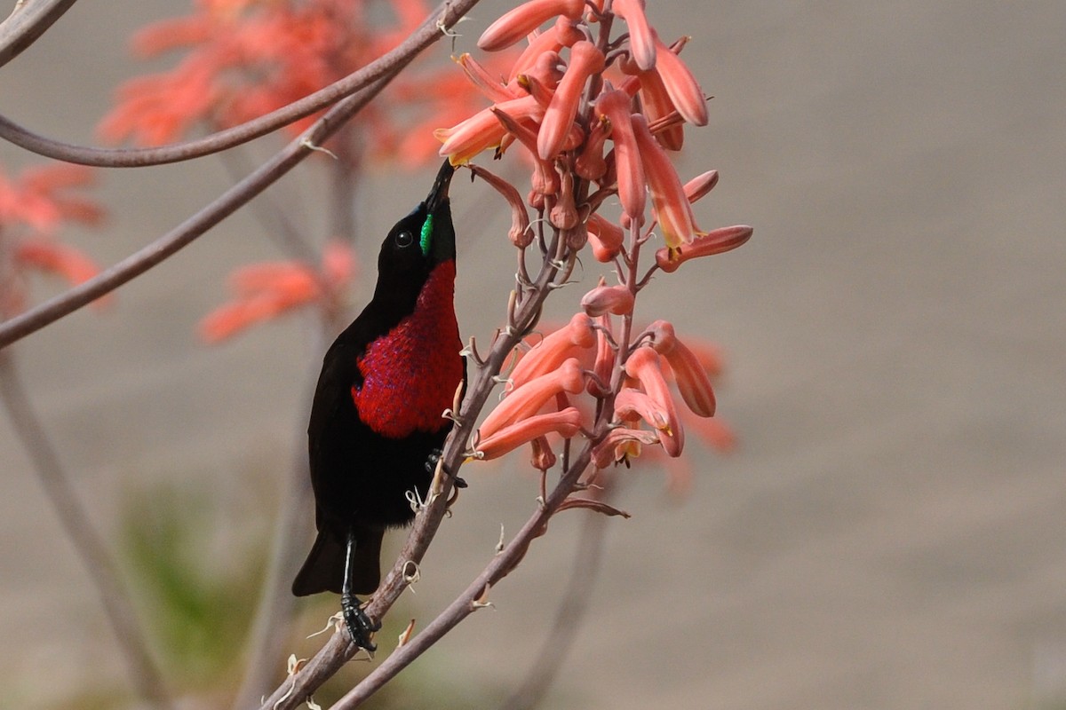 Scarlet-chested Sunbird - Maryse Neukomm