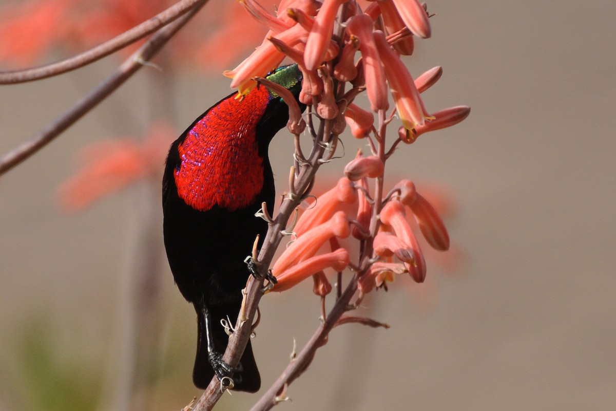 Scarlet-chested Sunbird - ML185690451