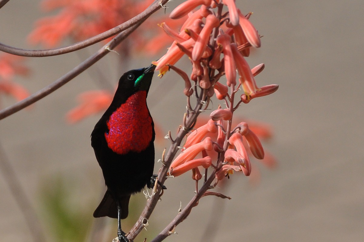 Scarlet-chested Sunbird - ML185690511