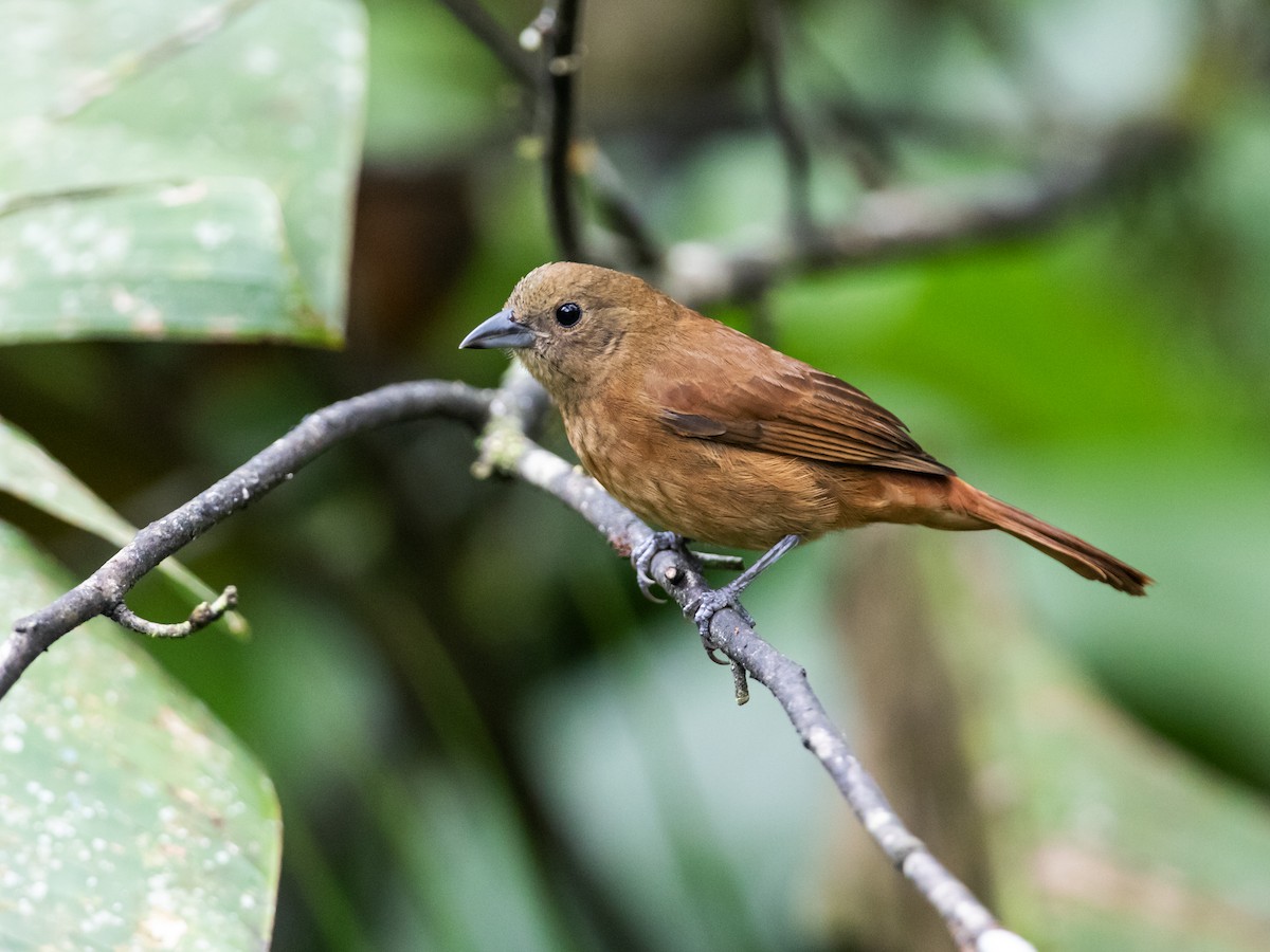 Ruby-crowned Tanager - ML185691321