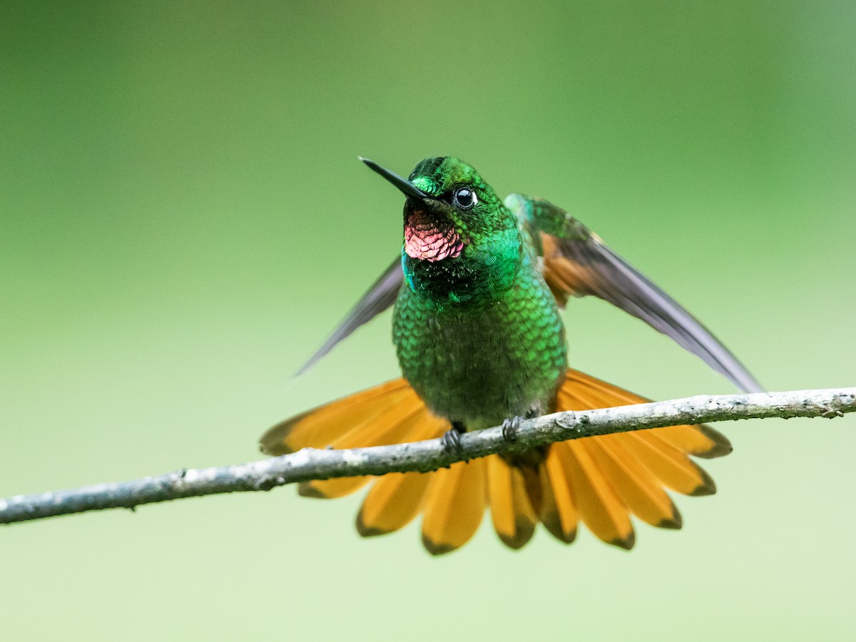 kolibřík brazilský - ML185691401