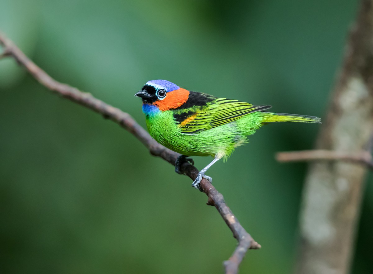 Red-necked Tanager - ML185691451