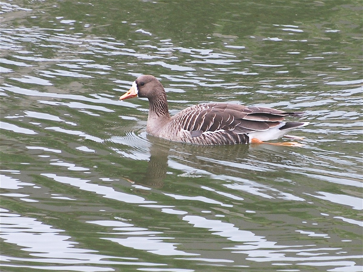 Greater White-fronted Goose - ML185692031