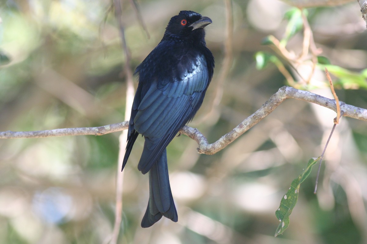 Spangled Drongo - george parker