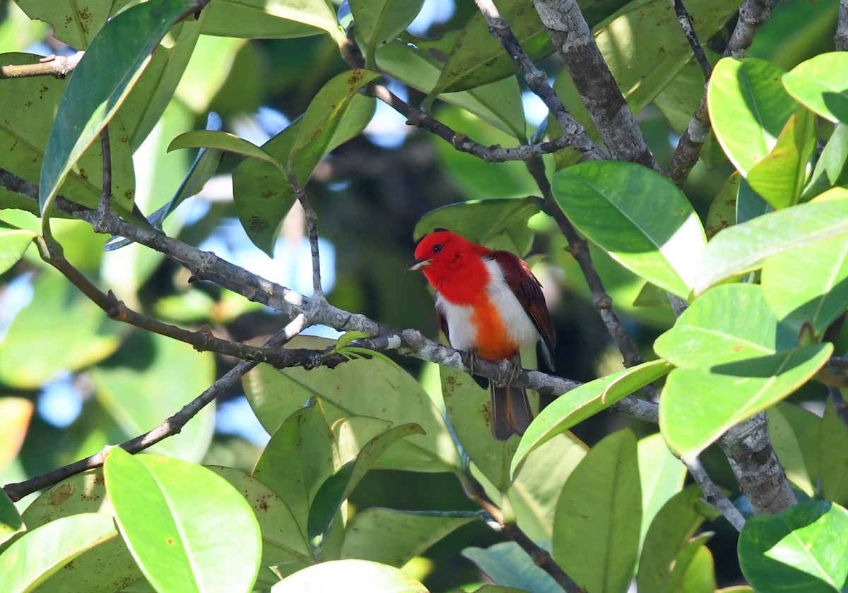 Scarlet-and-white Tanager - ML185692771