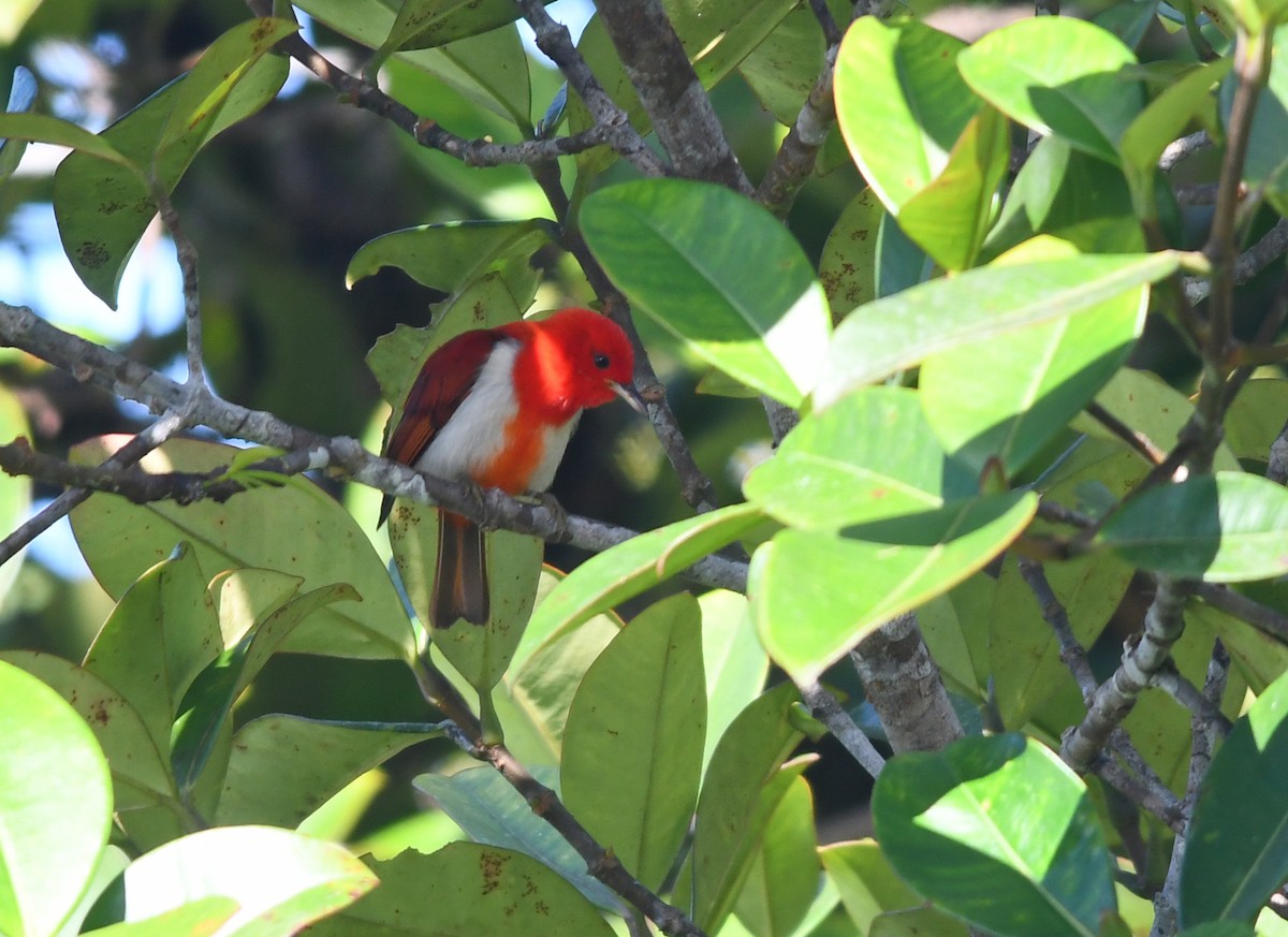 Scarlet-and-white Tanager - ML185692781
