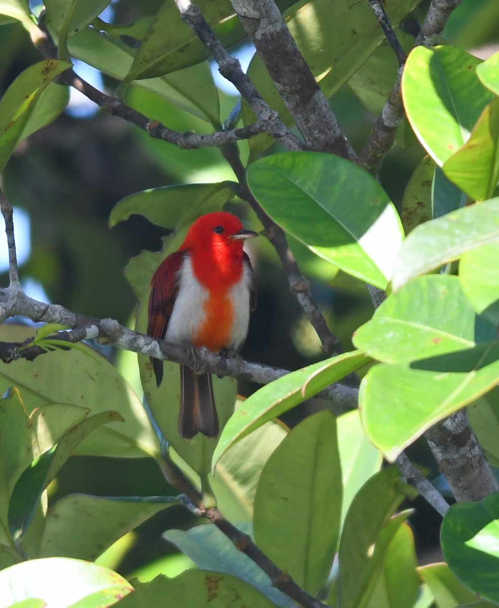 Scarlet-and-white Tanager - ML185692791