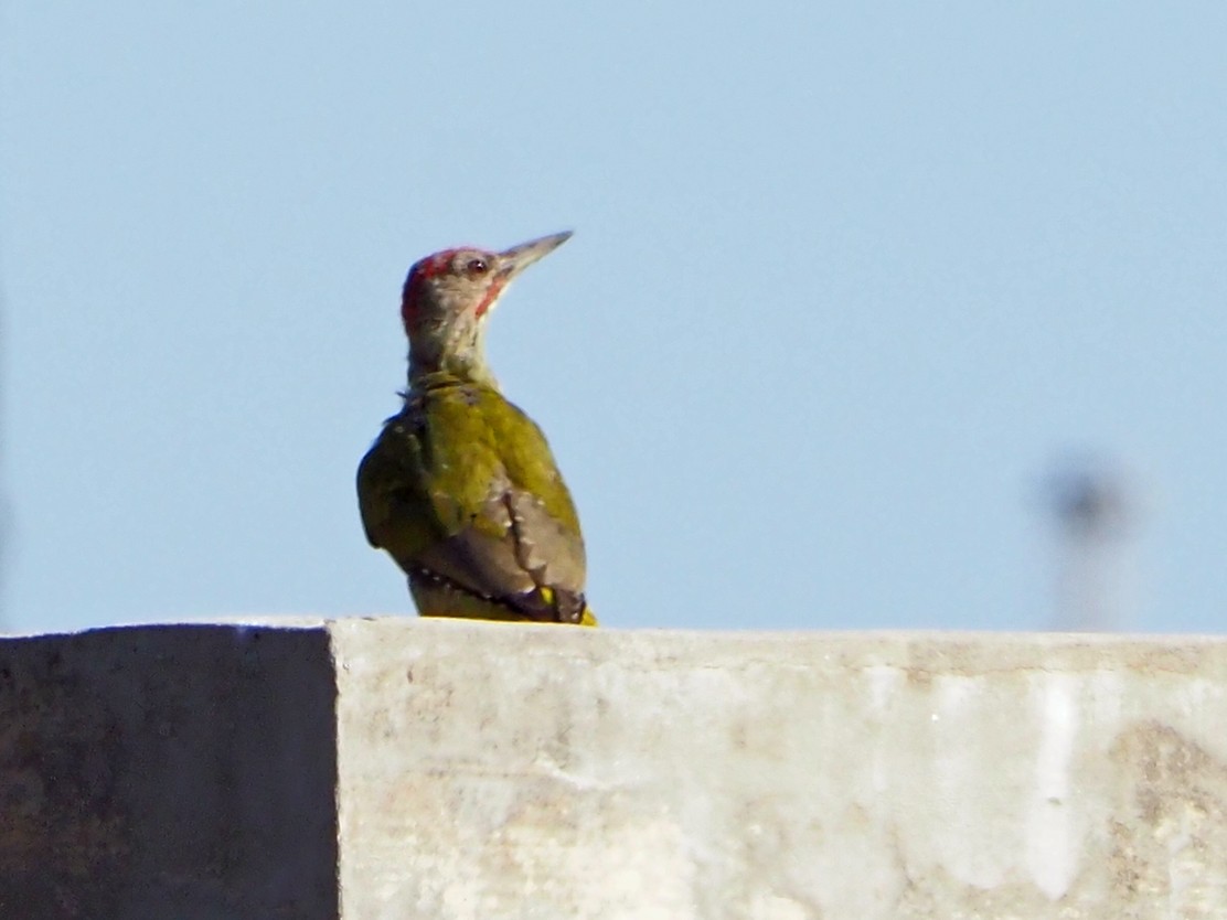 Iberian Green Woodpecker - Brian Carruthers