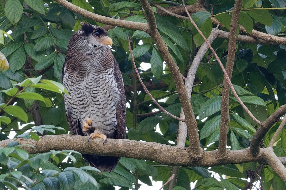 Barred Eagle-Owl - ML185695551