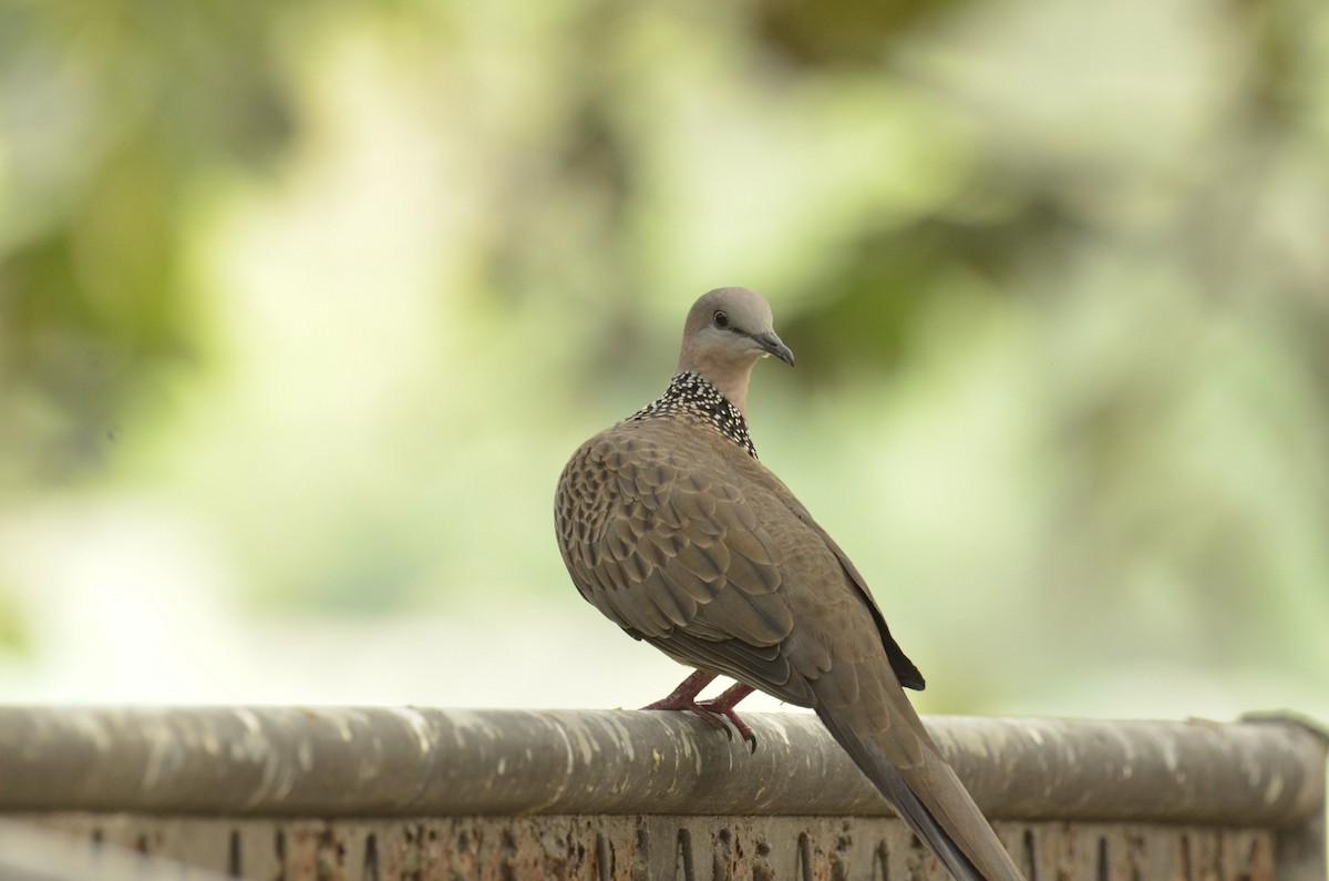 Spotted Dove - 智偉(Chih-Wei) 張(Chang)