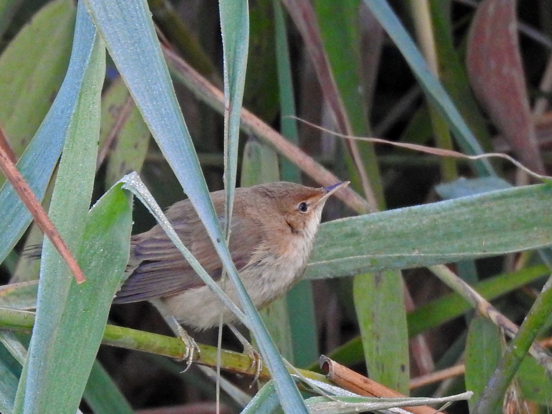 Common Reed Warbler (Common) - Brian Carruthers