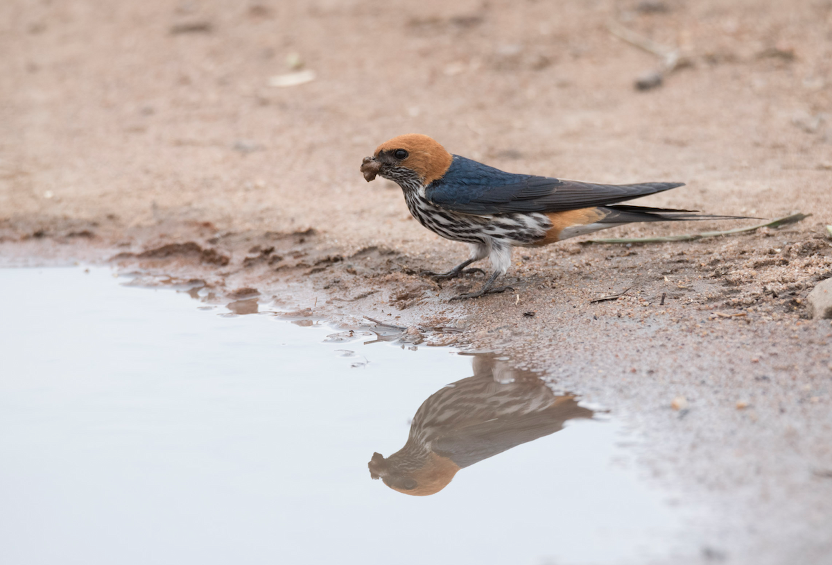 Lesser Striped Swallow - Alistair Routledge