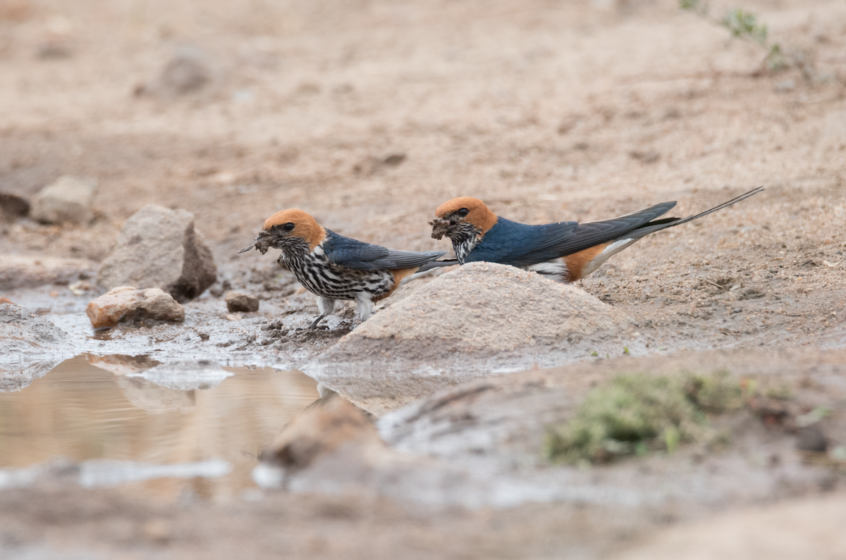 Lesser Striped Swallow - Alistair Routledge