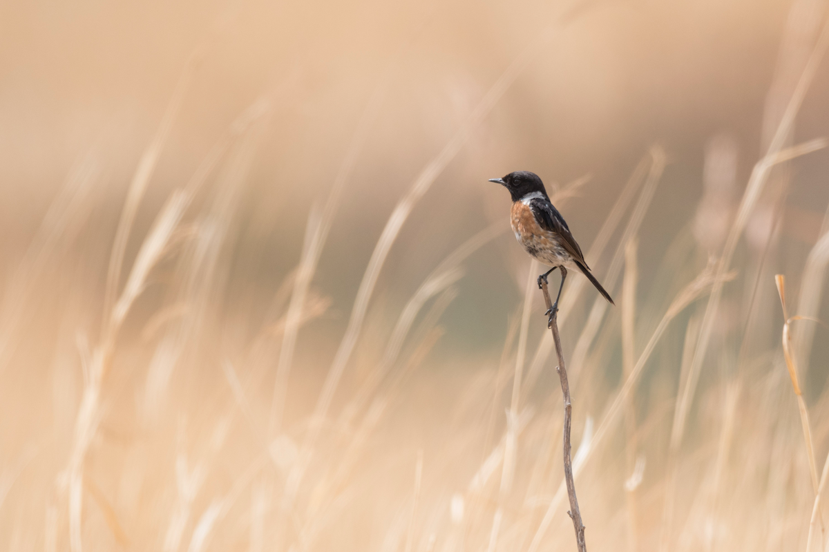 African Stonechat - ML185700521