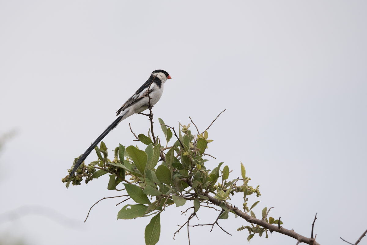 Pin-tailed Whydah - ML185700591