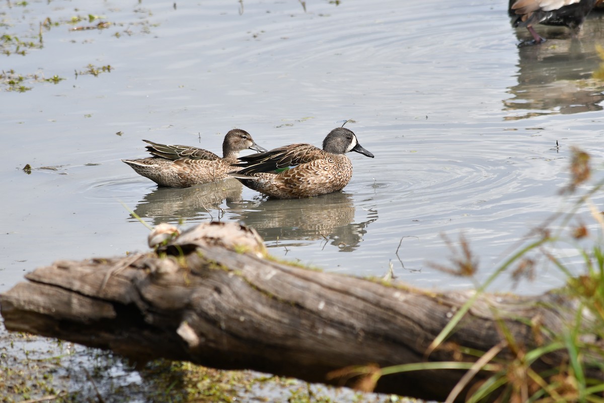 Blue-winged Teal - ML185703951