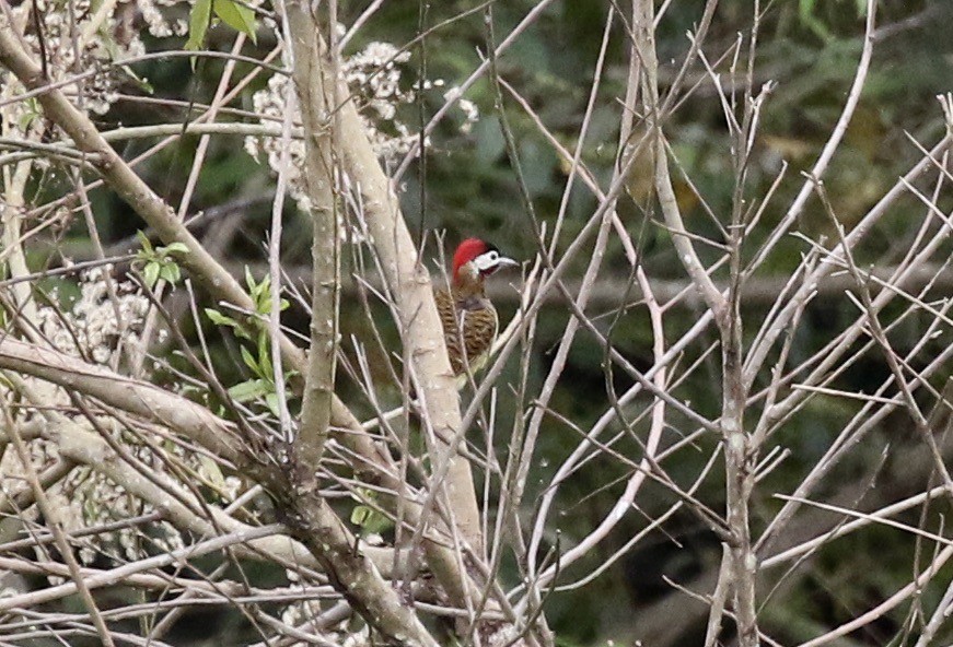 Spot-breasted Woodpecker - John Bruin