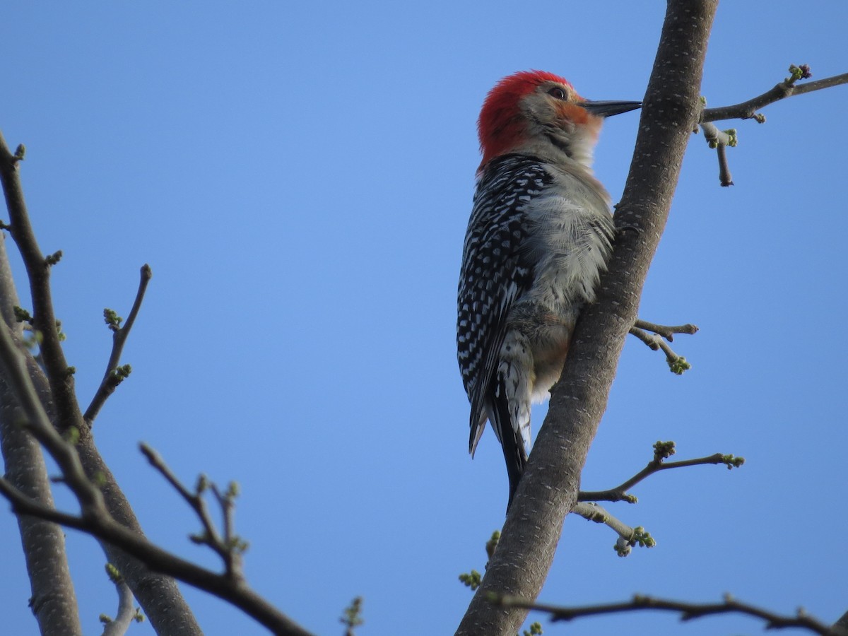 Red-bellied Woodpecker - Steve Butterworth