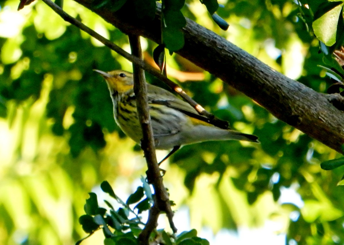 Cape May Warbler - ML185705781