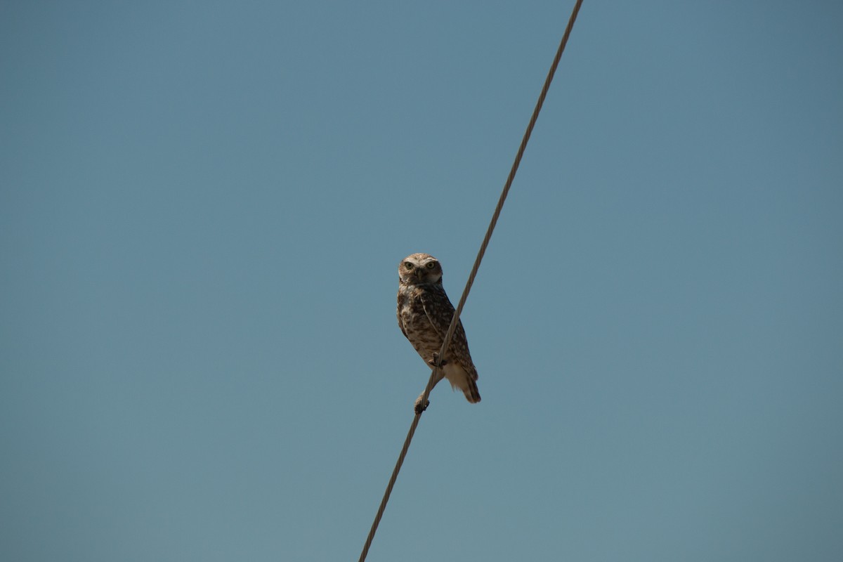 Burrowing Owl - ML185707451