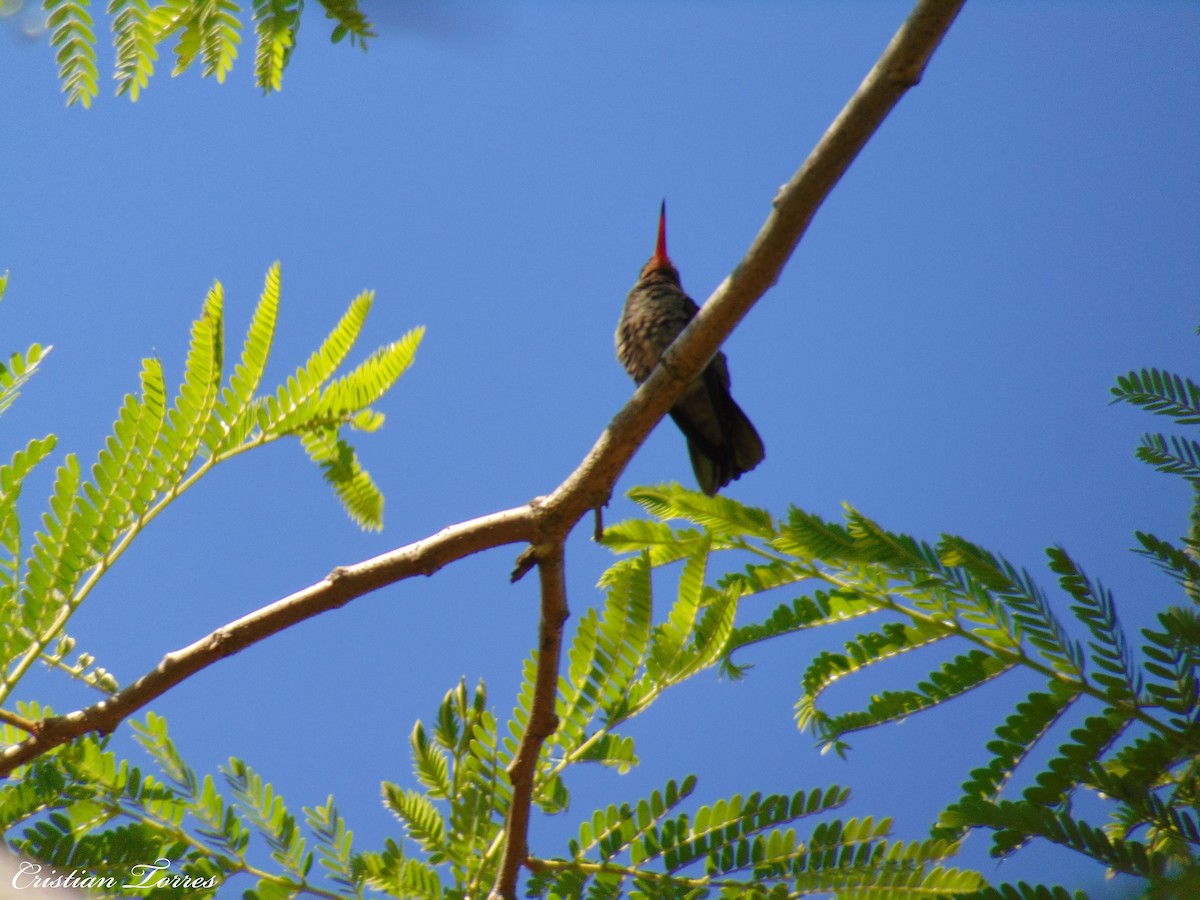 Gilded Hummingbird - ML185709831