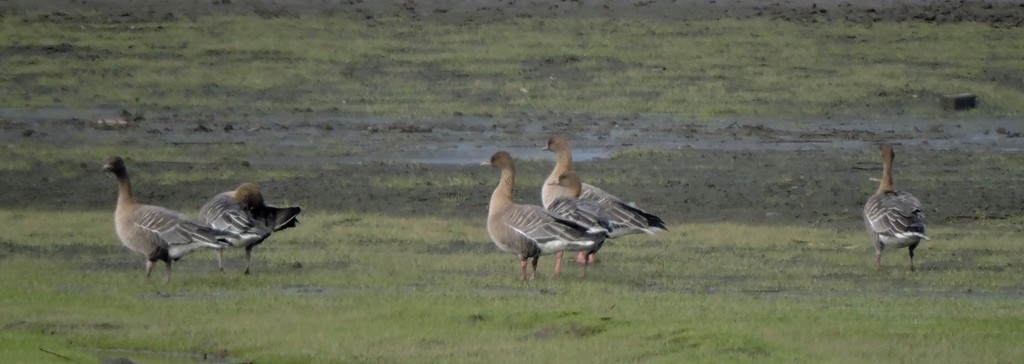 Pink-footed Goose - ML185712391