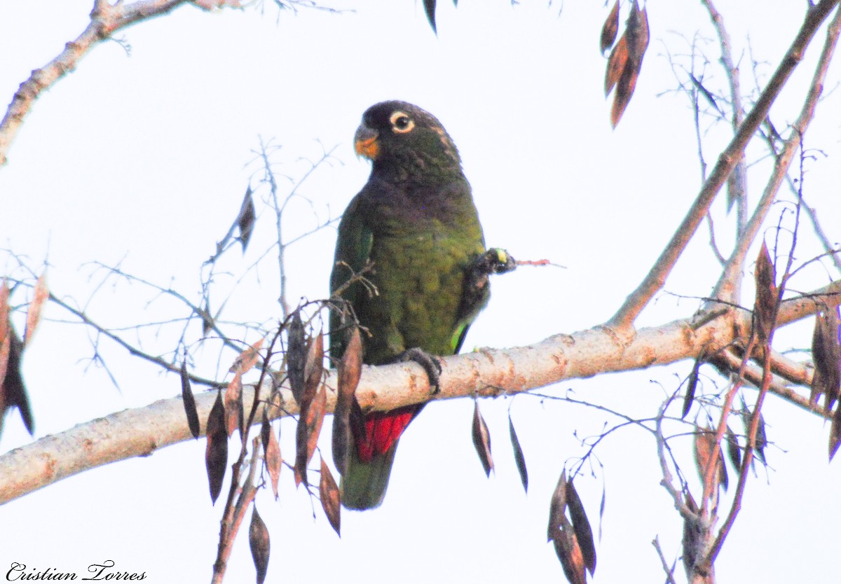 Scaly-headed Parrot - Cristian Torres