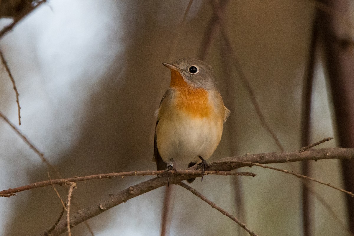 Red-breasted Flycatcher - ML185714281