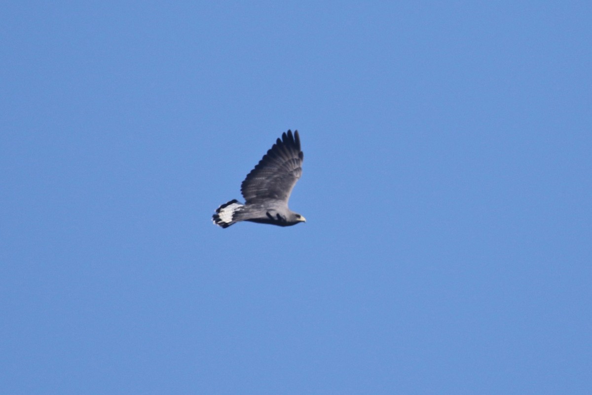 White-tailed Hawk - ML185715141