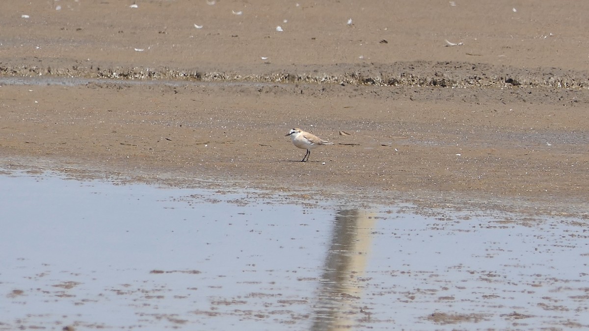 White-fronted Plover - ML185716781
