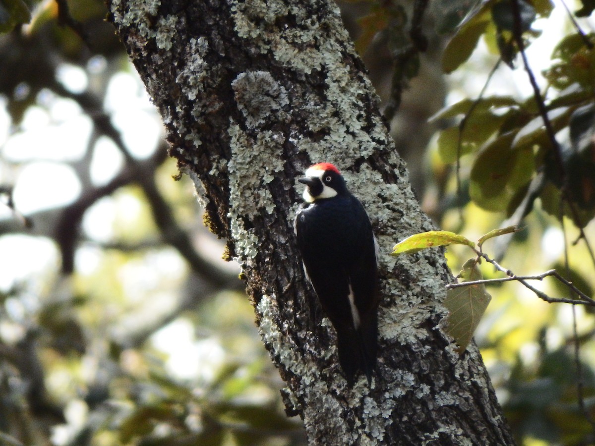 Acorn Woodpecker - ML185719611