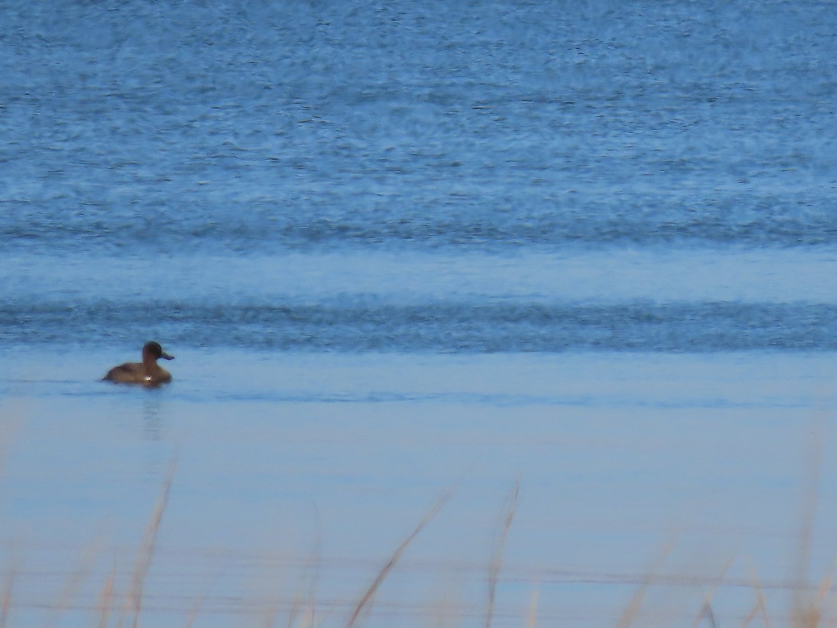 Greater/Lesser Scaup - ML185720021