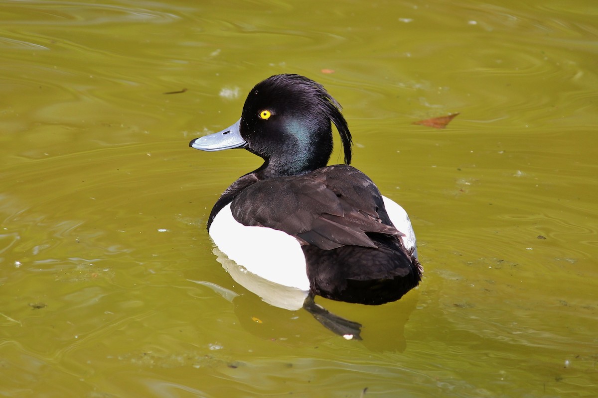 Tufted Duck - Suzanne O'Rourke