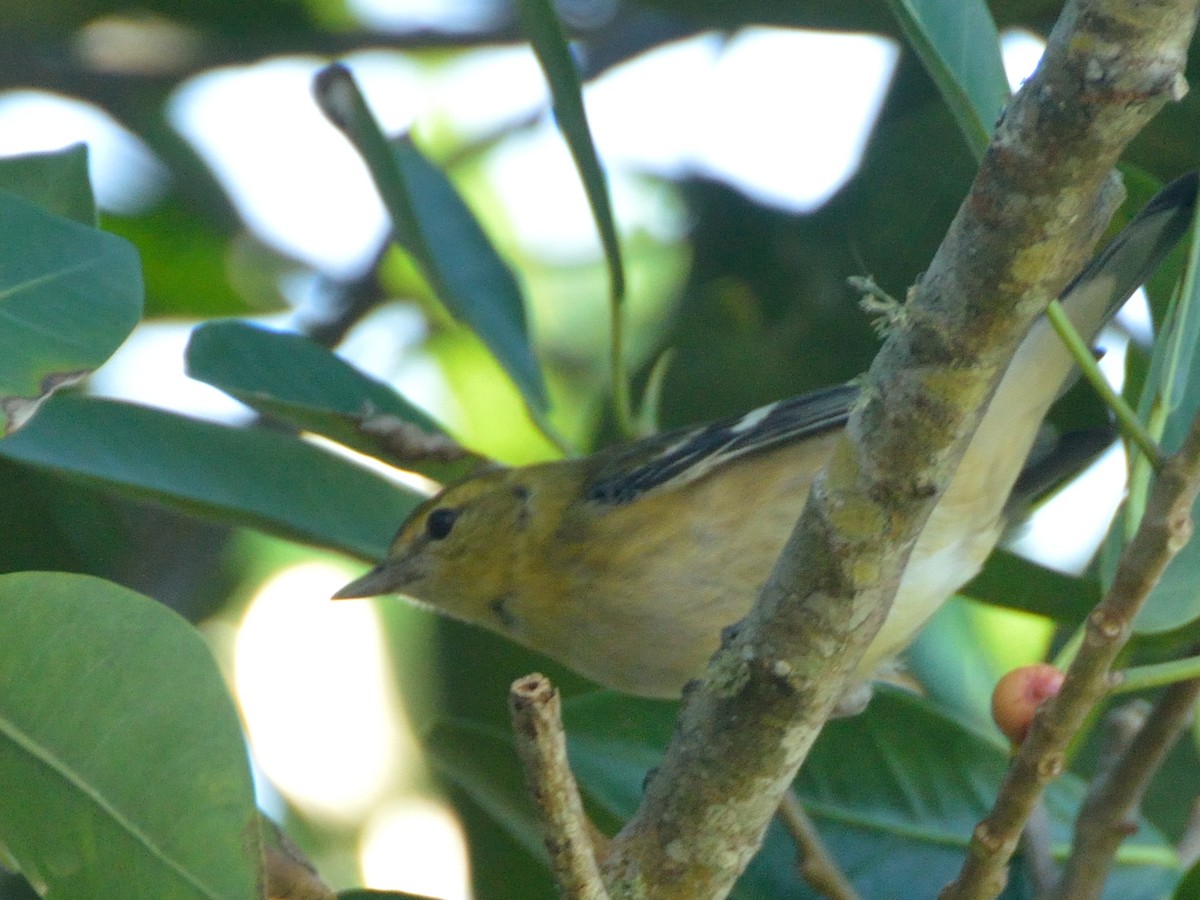 Bay-breasted Warbler - ML185720651