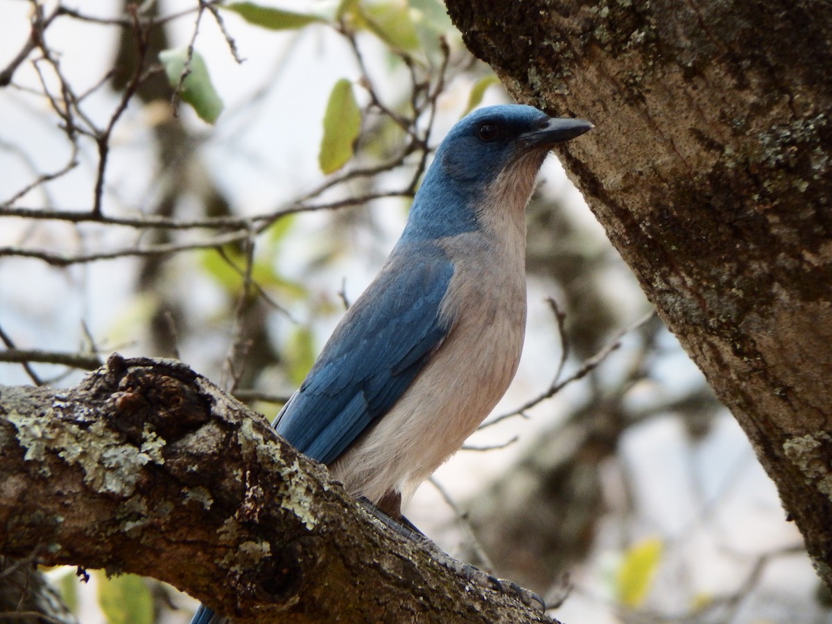 Mexican Jay - ML185721461